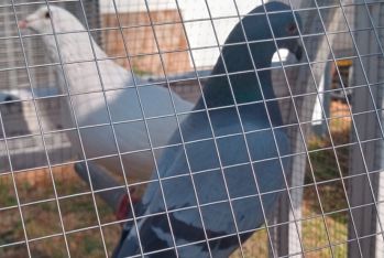 white pigeon and a female rock feral pigeon