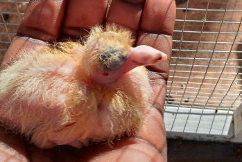 baby pigeon