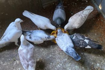 Ade Heritage Pigeons