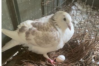 offspring of a white pigeon and a female rock feral pigeon