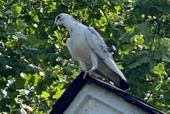 Breed Athletic Rare Colored Homing Pigeons