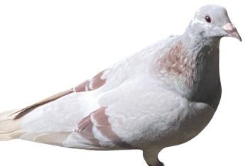 Ade Heritage Pigeons