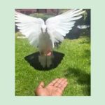 How to make a pigeon perch on your palm with or without food!