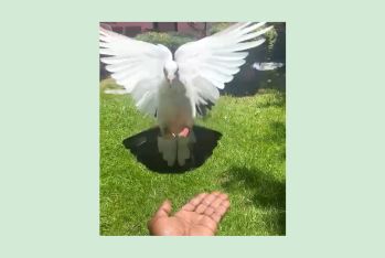 How to make a pigeon perch on your palm with or without food!